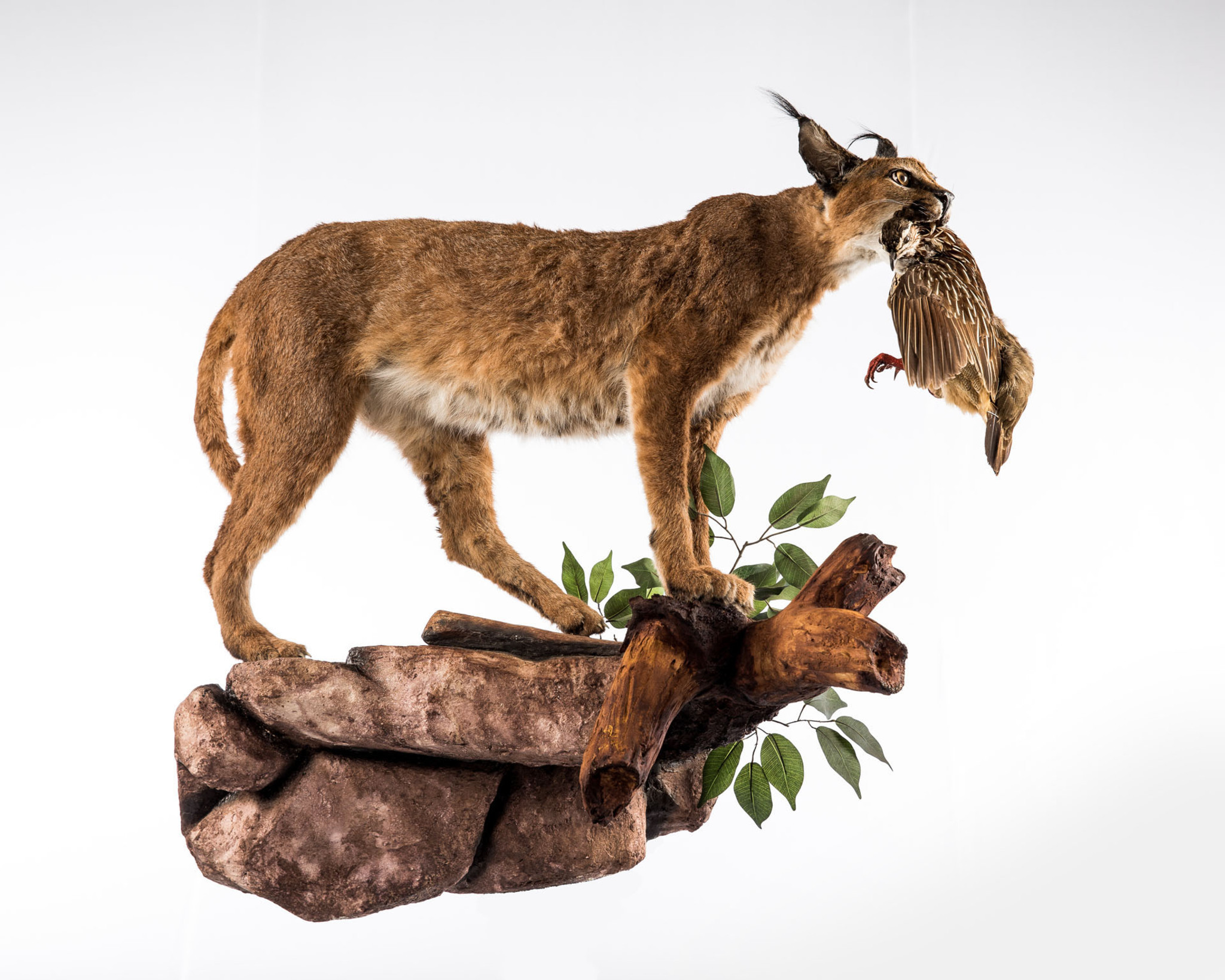 Caracal & Partridge Taxidermy Full Mount